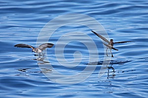 Two White-faced storm-petrels dancing over New Zealand waters