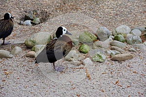 Two white-faced whistling ducks in the sand