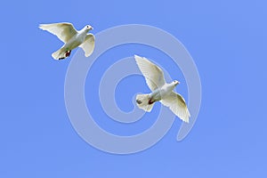 Dos blanco estrella de guía paloma volador medio el aire contra hermoso cancelar cielo azul 