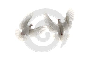 Two white feather pigeon flying mid air against white background