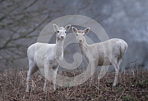 Two white female deer in the bracken