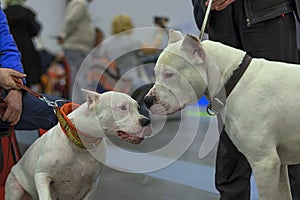 Two white fighting dogs sniff each other close-up