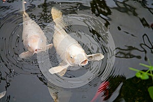 Two white fishes cyprinus carpio swimming in pond