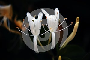 Two white flower