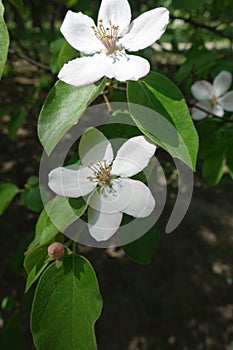 Two white flowers of Cydonia oblonga