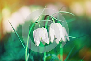 Two white flowers in gorgeous colors light