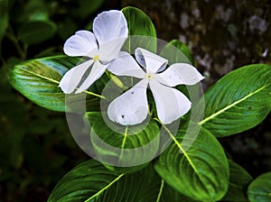 Two White Flowers with Green Leaves in the Background