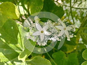 Two white flowers with green leaves photo