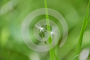 Two white, fluffy dandelion seeds flying in wind fell into green grass of earth. Wind dispersal of seeds