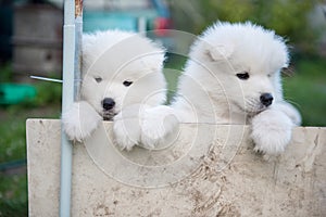 Two White fluffy Samoyed puppies peeking out from the fence
