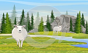Two white fluffy sheep in a valley with mountains and a river.