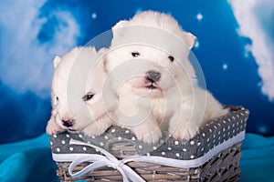 Two White fluffy small Samoyed puppies dogs are on blue background