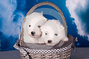 Two White fluffy small Samoyed puppies dogs are on blue background