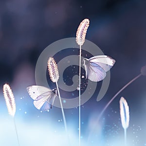 Two white fragile butterflies on a grass in a garden. Summer natural creative image. Square format.