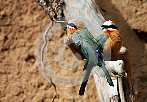 Two White-fronted bee-eater, Merops bullockoides