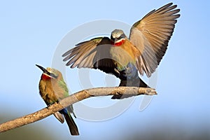 Two White Fronted Bee Eaters on a branch with a blue sky in back