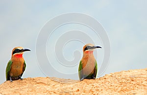 Two White-Fronted Bee-Eaters perched on the edge of a sandbank in south luangwa