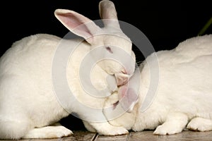 Two white, furry rabbits, resting close together. photo