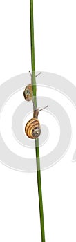 Two White Garden Snails