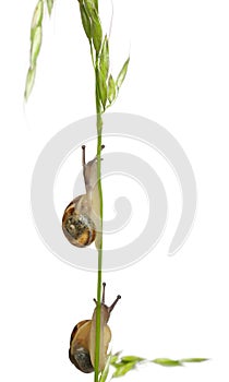 Two White Garden Snails