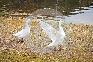 Two white geese on autumn lawn next to pond in selective fcous