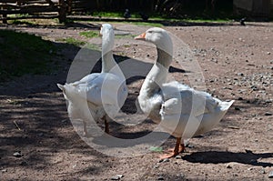 Two white geese