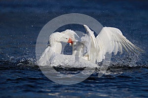 Dos blanco gansos lucha sobre el azul 