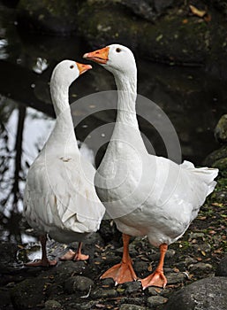 Two white geese in front of small lake, lifestock farm birds