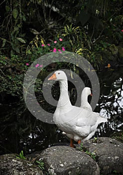 Two white geese in front of small lake, lifestock farm birds