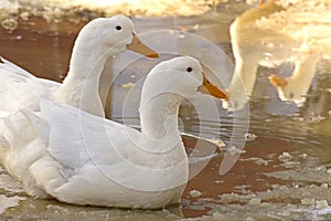 Two White Geese In Golden Light With Reflections