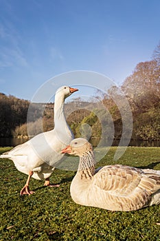 Two white geese next to a river in a park