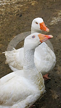 Two white geese with orange beaks and blue eyes.