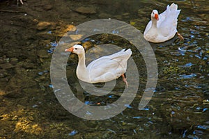 Two white geese swim on the lake