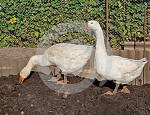 Two white geese walk and eat at the poultry farm, bird care