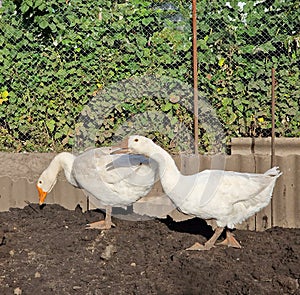 Two white geese walk and eat in a poultry farm, village life and eco. Bird care