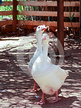 Two white geese walking