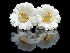Two white gerberas with mirror image on black photo