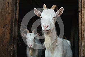 Two white goat in the doorway