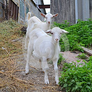 Two white goat