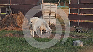 Two white goat kids are fighting just for play in a farm, it`s call butting.