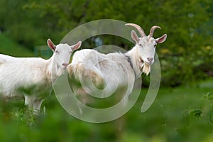Two white goat standing on green grass