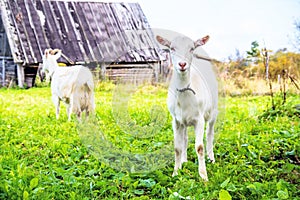 Two white goat walking on a farmstead, Pskov, Russia