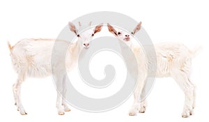 Two white goats