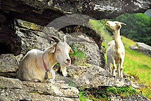 Two white goats grazing on mountain cliff with bell on the neck