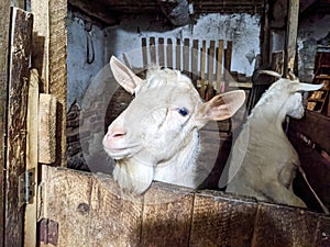 Two white goats leaned out from behind the fence in the barn on a small village farm