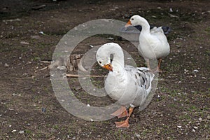 Two white goose in garden at thailand