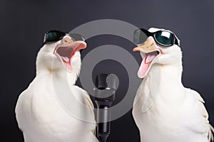 Two white goose singing a song created with generative AI technology