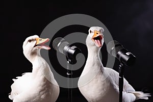 Two white goose singing a song created with generative AI technology