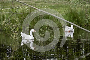 Two white gooses gliding across a lake, a large branch diagonally in the water, fairy tale, swans reflected in the lake, Selective