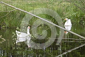 Two white gooses gliding across a lake, a large branch diagonally in the water, fairy tale, swans reflected in the lake, Selective